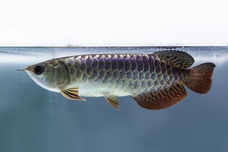 寧波鄞州東明水族工程有限公司（寧波鄞州東明水族工程有限公司招聘） 全國水族館企業(yè)名錄