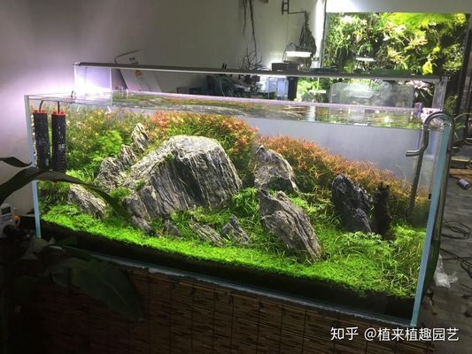 安陽魚缸市場在哪里進貨（安陽魚缸市場在哪里進貨的）