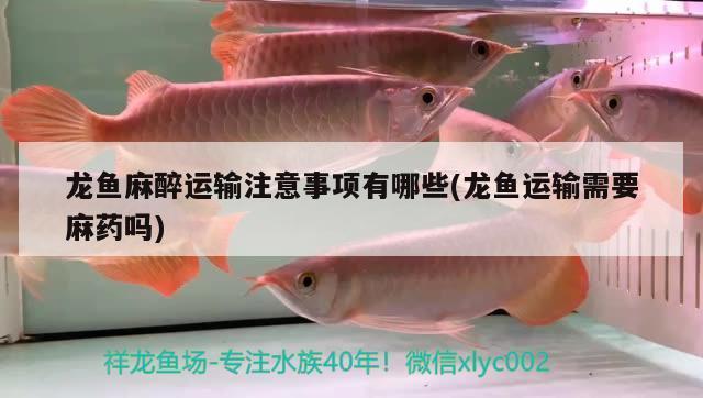 龍魚麻醉運(yùn)輸方法：龍魚在運(yùn)輸過(guò)程中采用藥物麻醉運(yùn)輸過(guò)程中的麻醉運(yùn)輸方法 龍魚百科 第2張