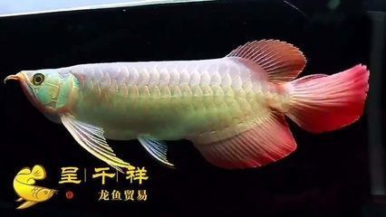 龍魚品種和等級的區(qū)別是什么呢（龍魚品種和等級的區(qū)別是什么呢圖片）