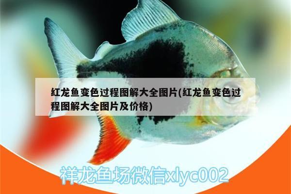 蝦虎到底該喂什么？ 紅白錦鯉魚