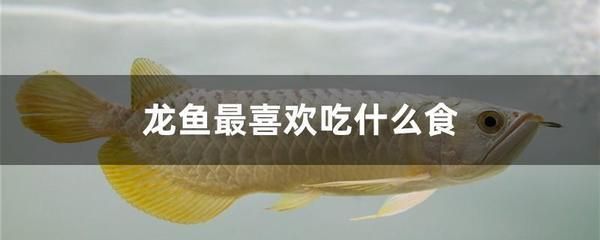 A Comprehensive Guide to <strong><mark>arowana</mark></strong> in Riyad: Location, Distribution, Business Hours, and Products