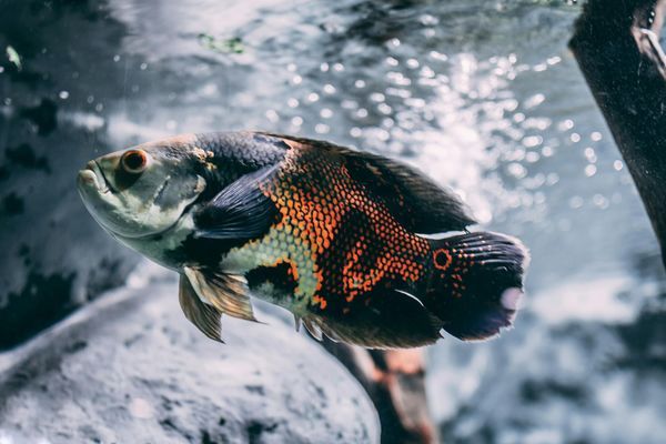 山東龍魚價格走勢圖表（山東龍魚價格走勢圖表最新）