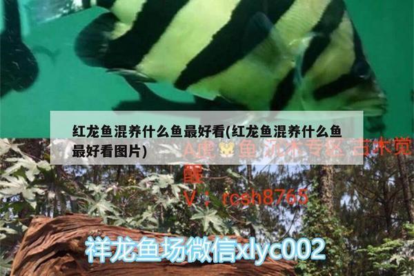 貴陽南明海星水族館（貴陽南明海星水族館電話） 全國水族館企業(yè)名錄