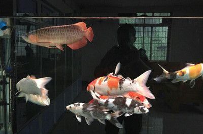 金川區(qū)瑞安水族館（金川區(qū)瑞安水族館電話） 全國水族館企業(yè)名錄