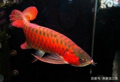 武強縣魚享水族器材廠（武強縣魚享水族器材廠地址） 全國水族館企業(yè)名錄