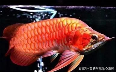 英皇魚缸過(guò)濾水泵安裝說(shuō)明書圖片大全（英皇魚缸過(guò)濾水泵安裝說(shuō)明書圖片大全集）