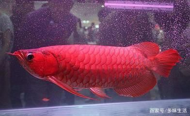 紅色的魚缸底砂怎么清理掉 水族問(wèn)答