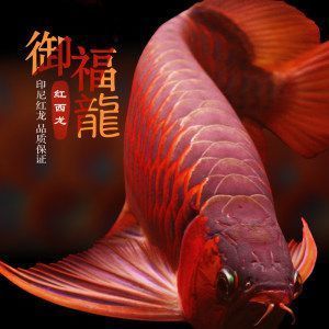 蝴蝶魚公魚為什么一直追母魚：蝴蝶魚公母區(qū)分 蝴蝶鯉