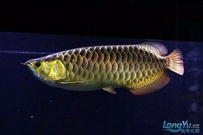 天寧區(qū)天寧誠和水族館