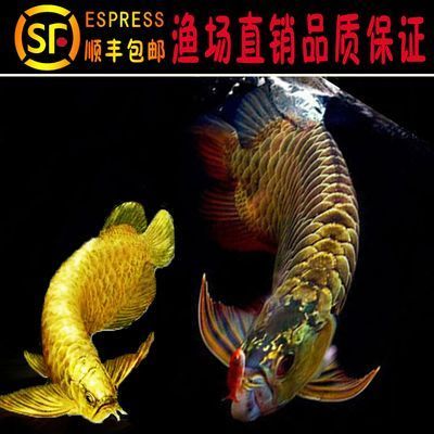 臺灣水族批發(fā)市場有哪些品種魚（臺灣水族批發(fā)市場有哪些品種魚類）