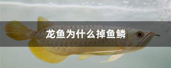 蚌埠水族館用了蛋白棉感受