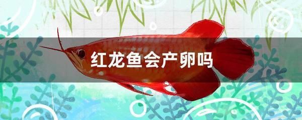 養(yǎng)魚數(shù)量問題