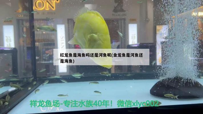 龍魚是龍還是魚（龍魚是龍還是魚？）