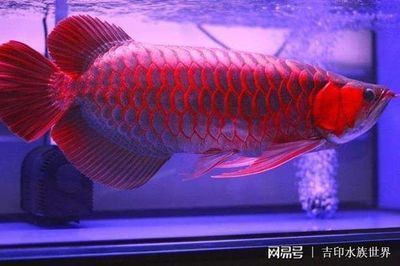 魚缸水泵的工作原理圖片（魚缸水泵的工作原理圖片大全） 魚缸水泵