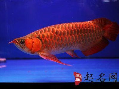 白子銀龍魚苗（白子銀龍魚苗的養(yǎng)殖需要注意幾個關(guān)鍵點）