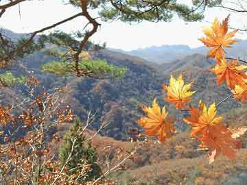 蘇州觀賞魚養(yǎng)殖基地養(yǎng)殖基地（0512-65012948來旺陽澄湖大閘蟹）（蘇州觀賞魚養(yǎng)殖地圖） 泰國斗魚