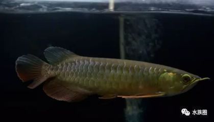 森森1.2米魚缸（森森1.2米魚缸多少升水）