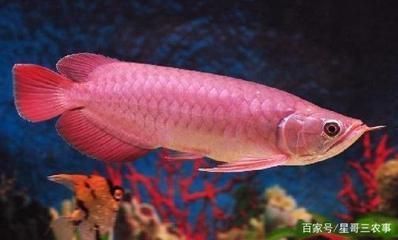 黑白雙星魚（黑白雙星魚多大可以繁殖） 黑白雙星