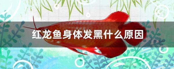 這叫啥魚？有知道的嗎？