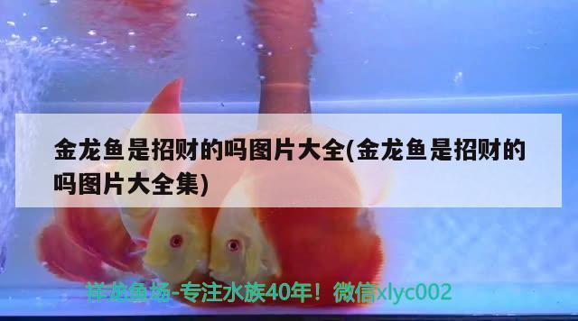 上海轩屿霖水族科技有限公司（上海轩屿霖水族科技有限公司怎么样）