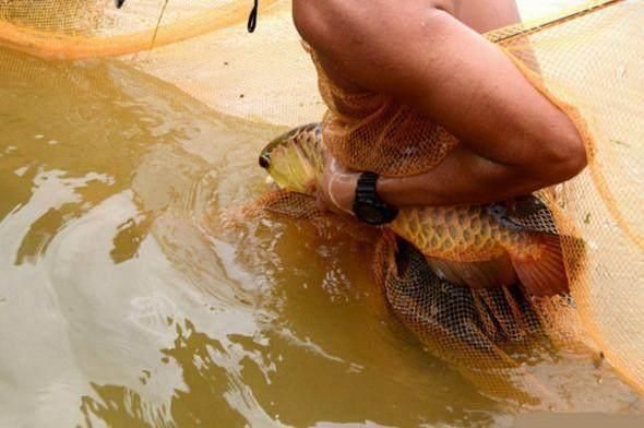 龍魚躍龍門紋身圖案（龍魚躍龍門紋身圖案大全）