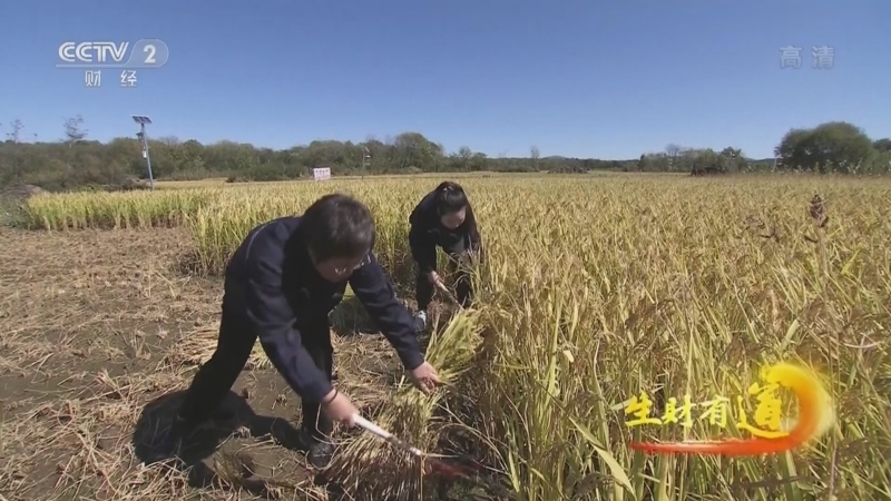 生财有道 《生财有道》 20221102 咱们家乡有特产——丰收蕴新意 大山藏宝贝