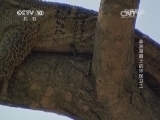 自然传奇 《自然传奇》 20140827 非洲草原上的环保卫士