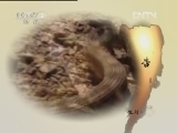 生财有道 《生财有道》 20120621 为给儿子治病去养蛇的女人