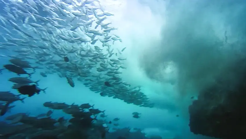 《蓝色星球》第1集