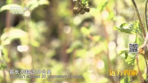 远方的家 《远方的家》 海南尖峰岭国家级自然保护区 多彩尖峰岭 20190124