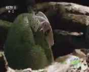 人与自然 《人与自然》 20140728 自然发现：与古兽同行-新的黎明