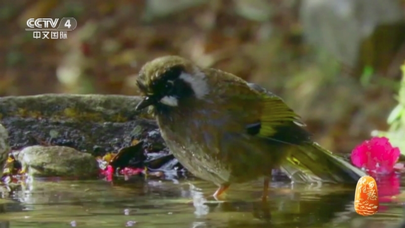 《记住乡愁》第九季 20230812 秦岭花谷——百花香处蜂自来