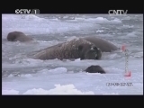 动物世界 《动物世界》 20140305 海象的职业生涯