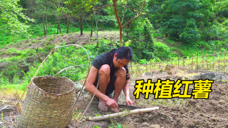 种植大片红薯地，为小猪准备更多食物来源，丛林野外养殖生活