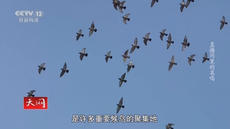 天网 《天网》 20250408 直播间里的哀鸣