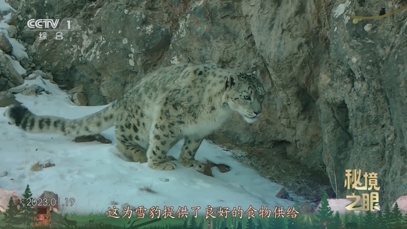 秘境之眼 《秘境之眼》 雪豹 20250225
