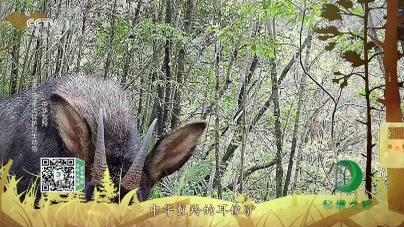 秘境之眼 《秘境之眼》 麋鹿/驼鹿/中华鬣羚/秦岭羚牛 20221030