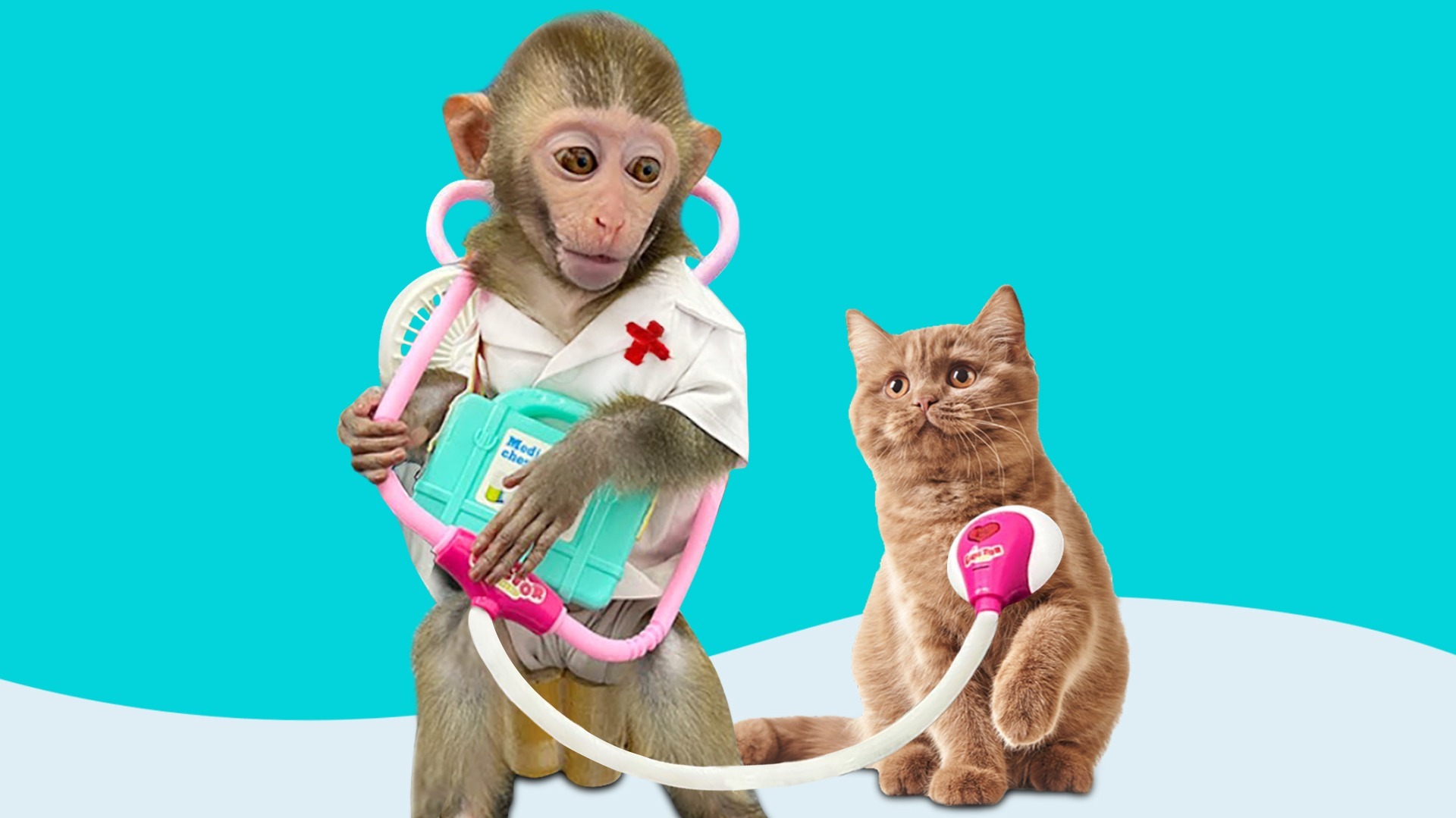 动物世界之萌宠小猴子