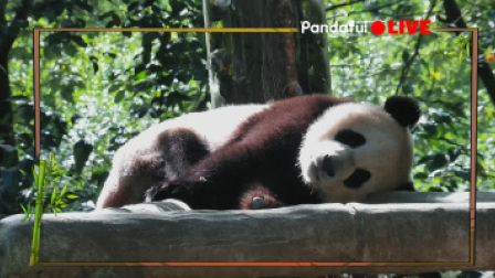 熊猫慢直播｜熊猫憩小院，慵懒又何妨