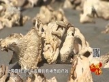 远方的家 《远方的家》长城内外 第49集 物华天宝 北岳恒山 20151210