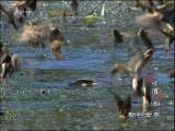 动物世界 动物世界 2010年 第239期