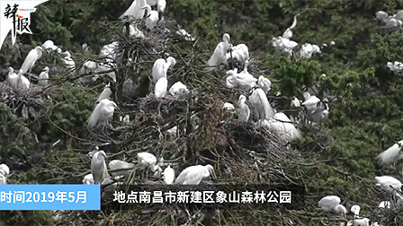 “ 鹭鸟王国 ”生机勃勃