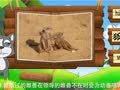 看图识物 狐獴 角马 猞猁