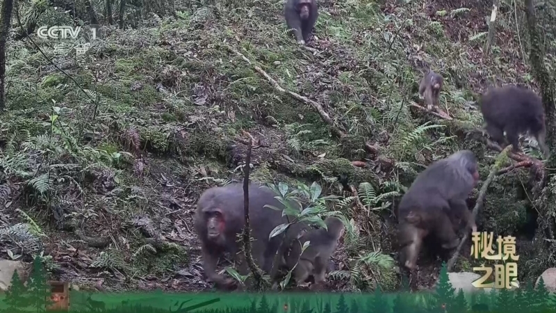 《秘境之眼》 短尾猴 20260329