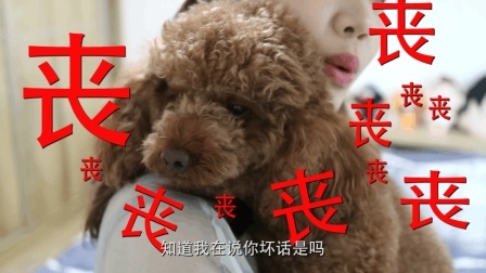 养狗有风险 吸狗需谨慎 27