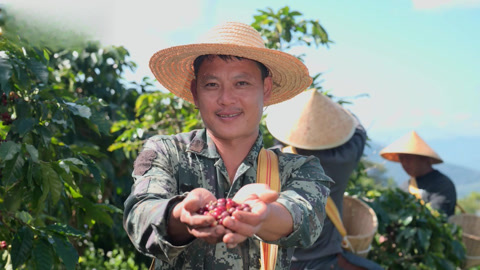 种植前线2025 走进云“咖”产业基地  揭秘全球咖饮的云南基因