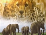 人与自然 《人与自然》 20160806 夏日里的北极熊（下）