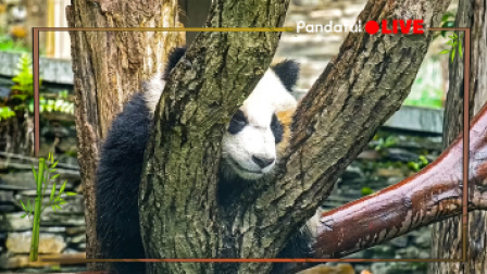 熊猫慢直播｜熊猫倚树正好眠，翠竹嫩笋入梦来