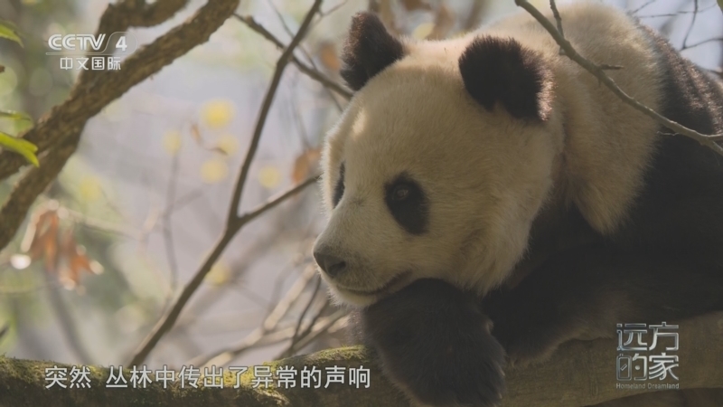 《远方的家》 20260309 中国自然秘境 万物和鸣 奇妙自然